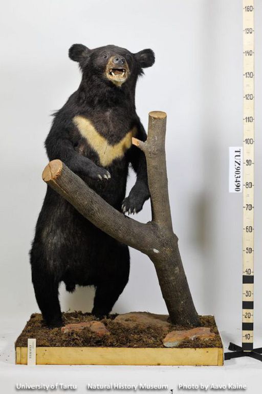 Ursus thibetanus Cuvier