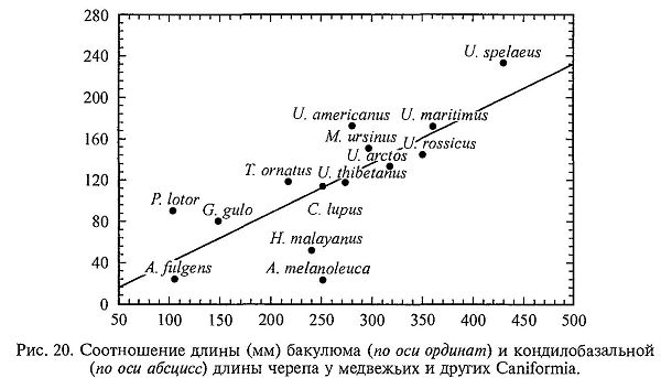 Бакулюм