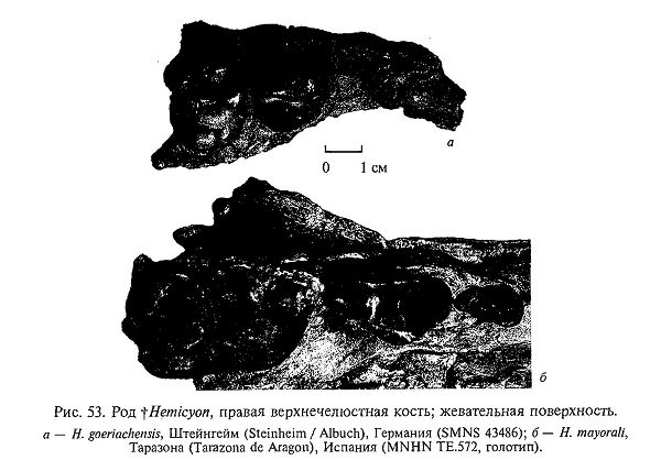 Hemicyon mayorali