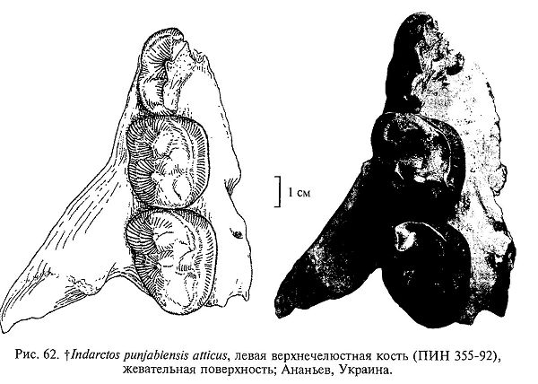 lndarctos punjabiensis