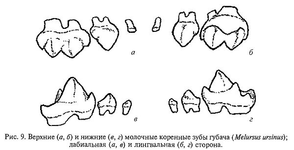 Зубная система медведей