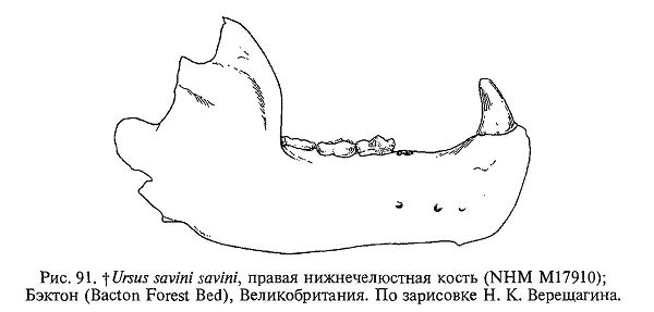 Ursus (Spelearctos) savini