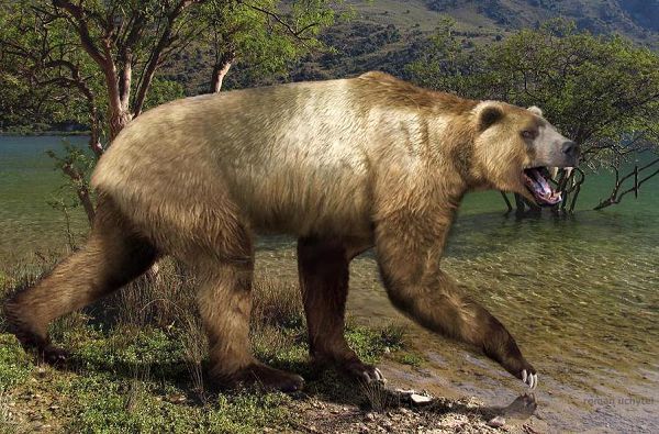 Agriotherium intermedium