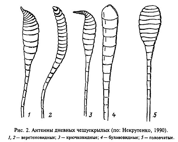 Общая характеристика чешуекрылых