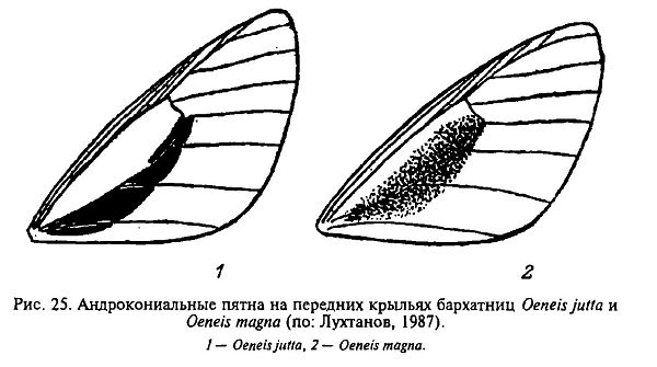 Бархатница большая