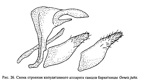 Энейс Ютга