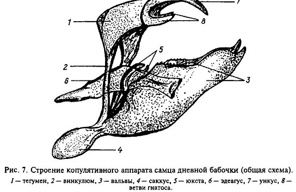Общая характеристика чешуекрылых