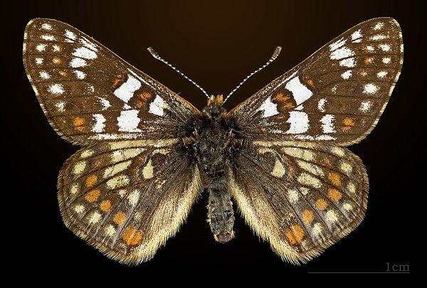 Euphydryas — род бабочек