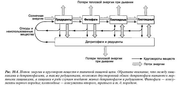 пищевые цепи и трофические уровни