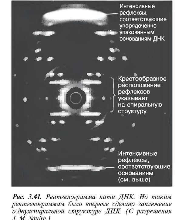 Структура ДНК
