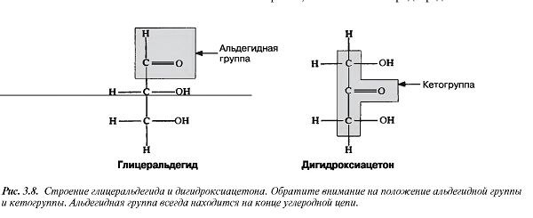 Альдозы и кетозы