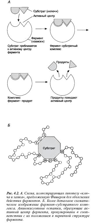 Механизм действия ферментов
