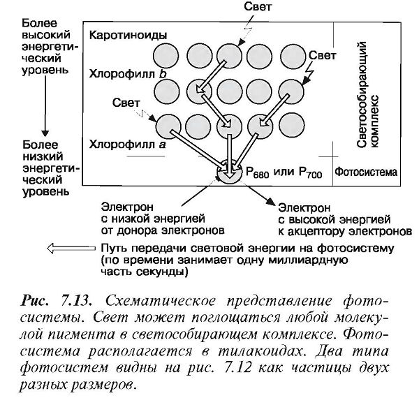Фотосистемы