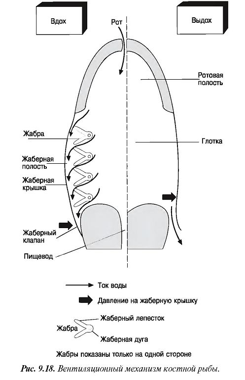 Костные рыбы