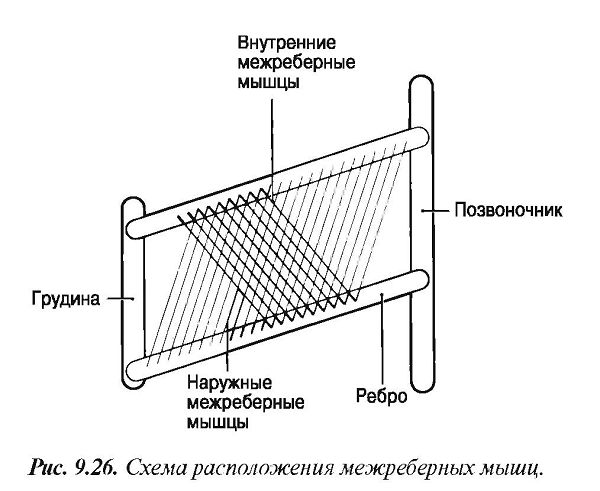 Механизм вентиляции (дыхания)