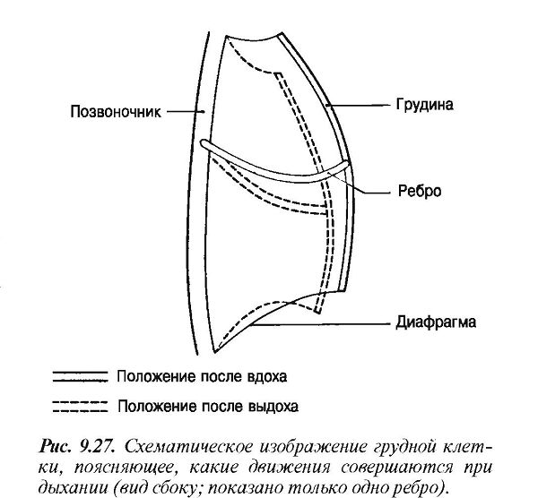 Механизм вентиляции (дыхания)
