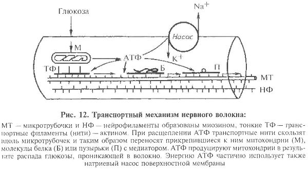 Физиология нервов