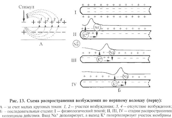 Физиология нервов