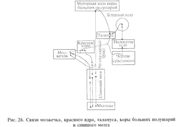Мозжечок