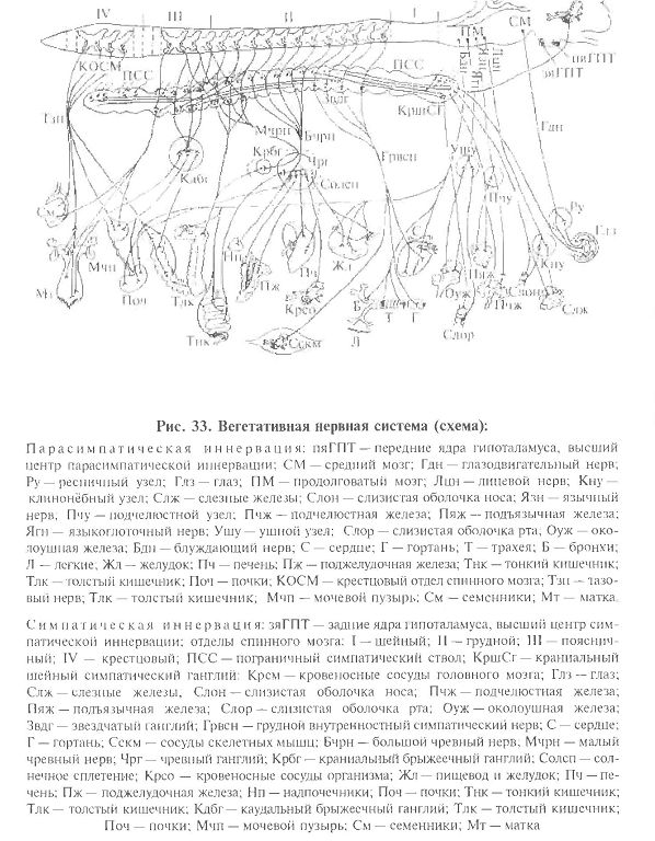 Вегетативный отдел нервной системы