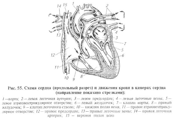 Движение крови по сердцу