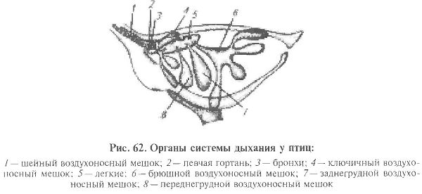 В легкие птиц поступает