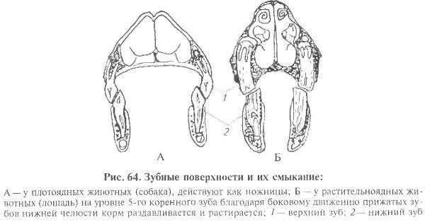 Прием корма