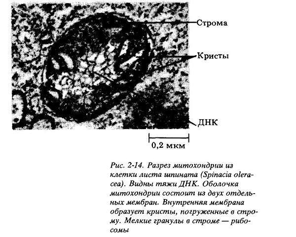 Митохондрии