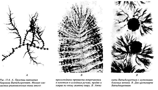 Отдел rhodophyta