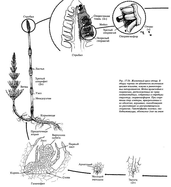 Отдел sphenophyta