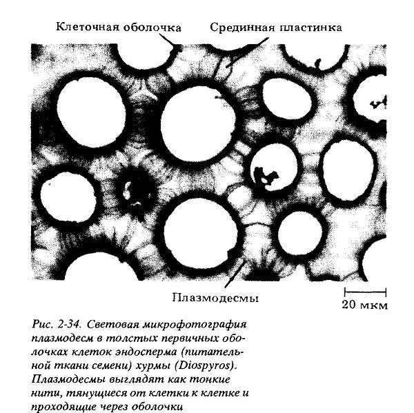 Плазмодесмы