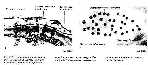 Плазмодесмы