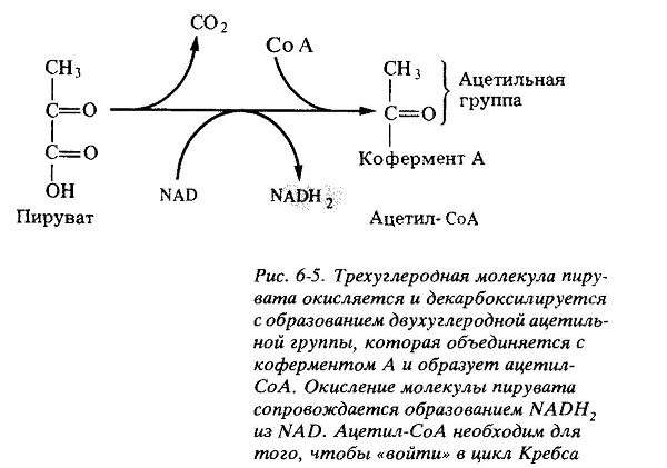 Цикл Кребса
