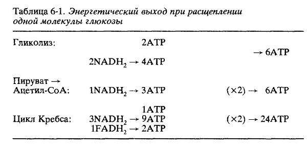 Механизм окислительного фосфорилирования