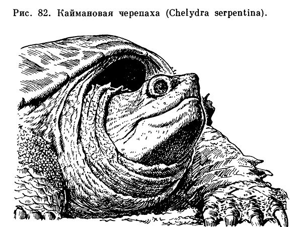 Каймановая черепаха