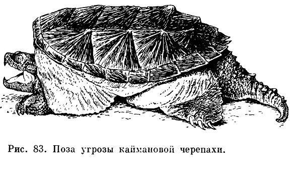Каймановая черепаха