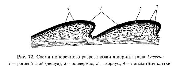 Внешний вид черепахи