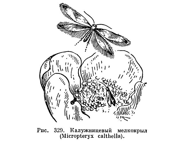 бабочки