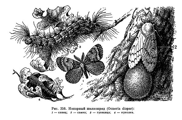 Непарный шелкопряд