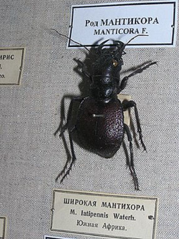 Manticora latipennis