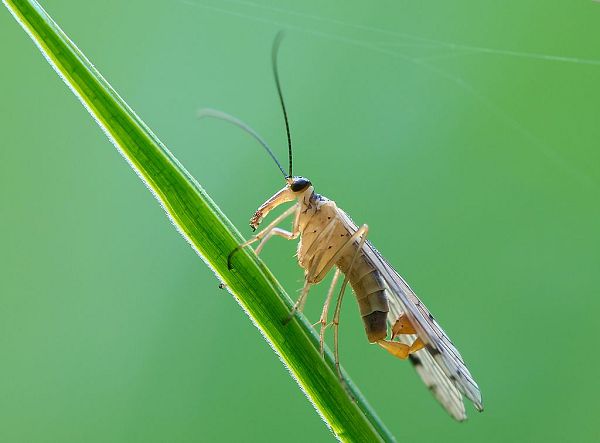 Скорпионницы