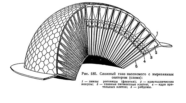 Органы чувств членистоногих