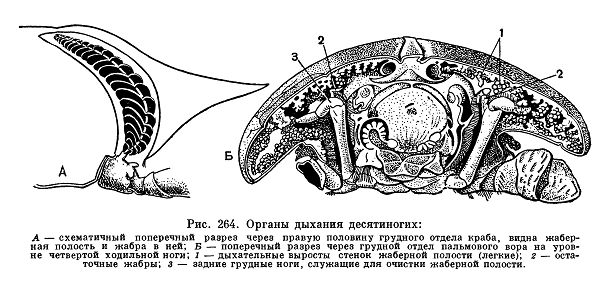 Десятиногие