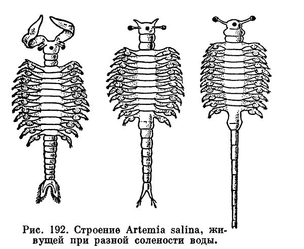 Артемия