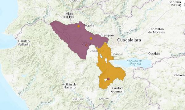 Блестящая амека