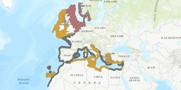 Акула- ангел