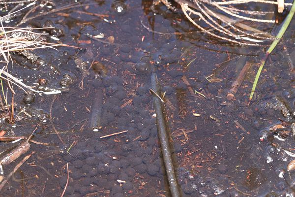 Капская горная жаба