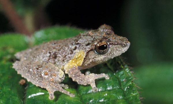 Pseudophilautus decoris