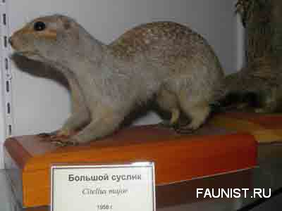 Большой суслик