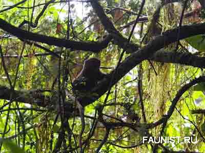 Карликовые белки